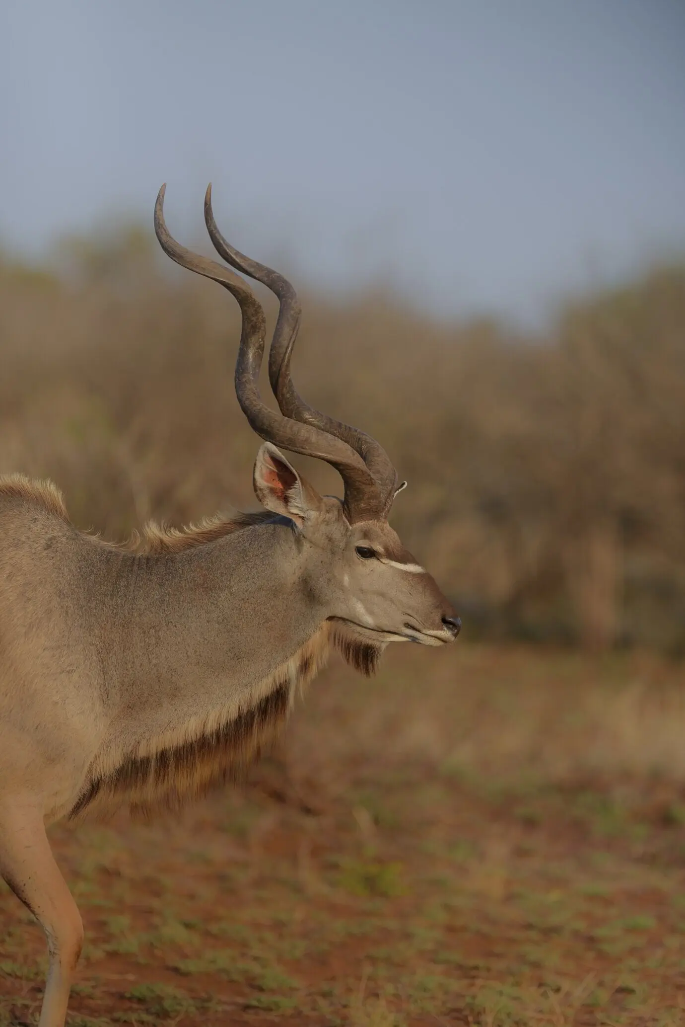 Вертикальный кадр: куду снят сбоку на размытом фоне.
